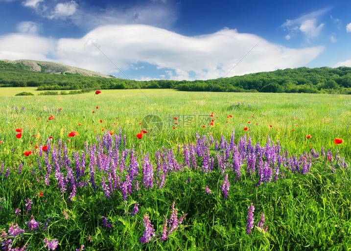 夏季残疾人奥林匹克运动会残疾人奥林匹克运动会