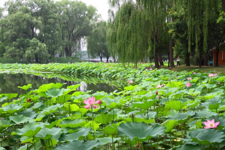 夏季残疾人奥林匹克运动会残疾人奥林匹克运动会